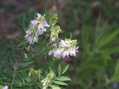 Galega officinalis (Goat’s rue) — photo