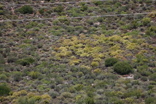 Galenia africana (Kraaibos) — photo