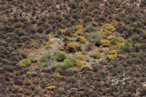 Galenia africana