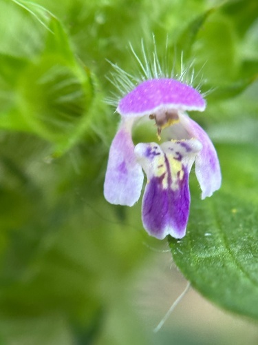 Galeopsis bifida — photo