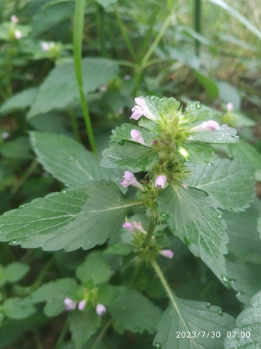 Galeopsis bifida — photo