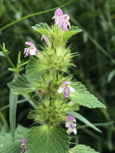 Galeopsis bifida