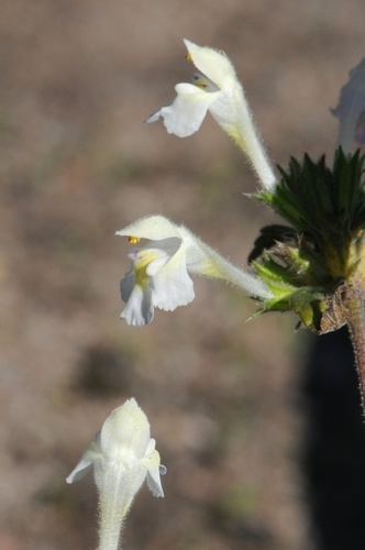 Galeopsis segetum (Downy hemp-nettle) — photo