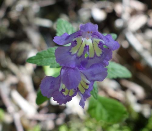 Galeopsis segetum (Downy hemp-nettle) — photo