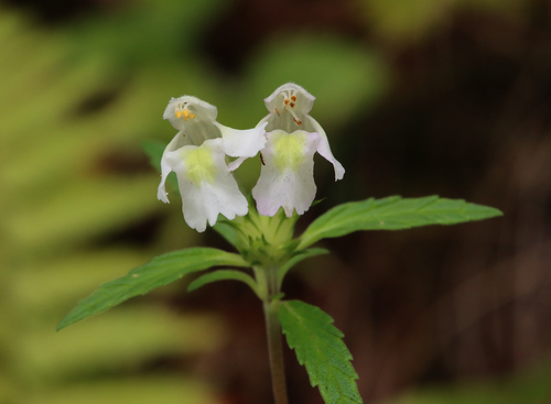 Galeopsis segetum