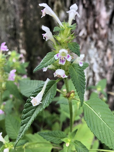 Galeopsis tetrahit — photo