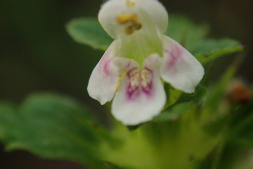 Galeopsis tetrahit — photo
