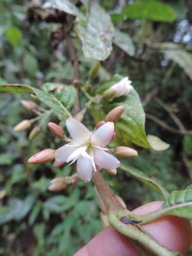 Galiniera saxifraga — photo