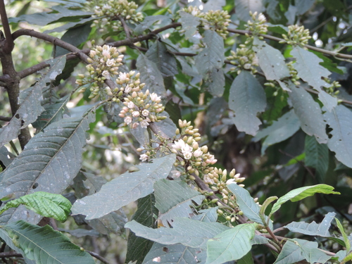 Galiniera saxifraga — photo