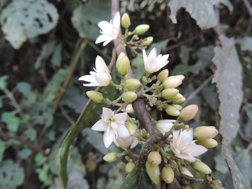 Galiniera saxifraga