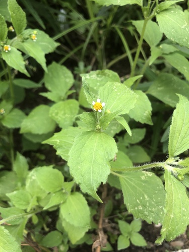 Galinsoga ciliata (Peruvian daisy) — photo