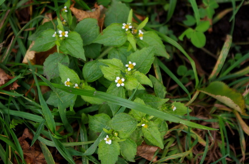 Galinsoga ciliata (Peruvian daisy) — photo
