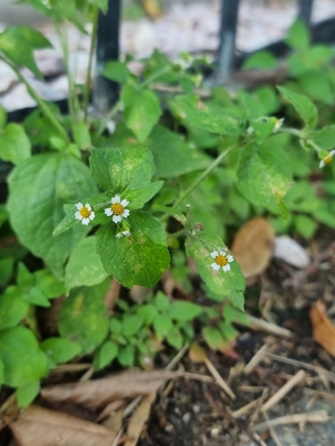 Galinsoga ciliata