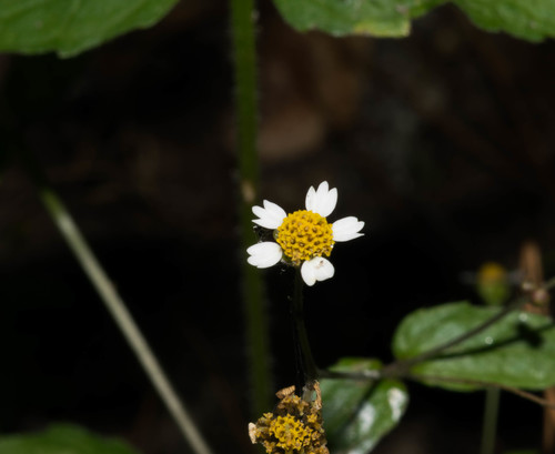 Galinsoga parviflora (Small-flowered quickweed) — photo