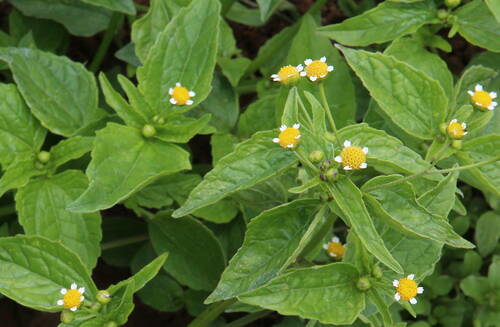 Galinsoga parviflora (Small-flowered quickweed) — photo