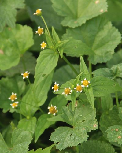 Galinsoga parviflora