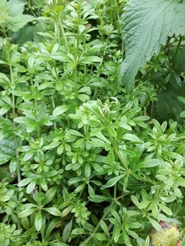 Galium aparine (Cleavers) — photo