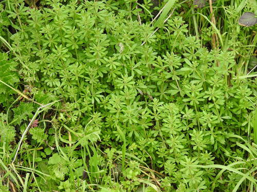 Galium aparine