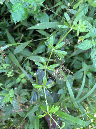 Galium aparinoides (Ashkit) — photo