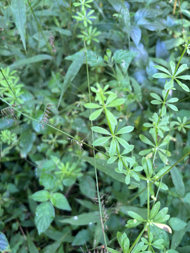Galium aparinoides (Ashkit) — photo