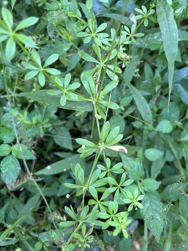 Galium aparinoides