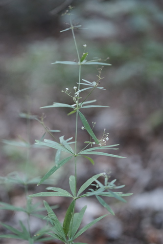 Galium aristatum (Awned bedstraw) — photo