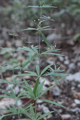 Galium aristatum (Awned bedstraw) — photo