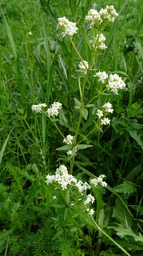 Galium boreale (Northern bedstraw) — photo