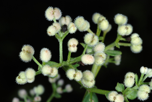 Galium boreale (Northern bedstraw) — photo