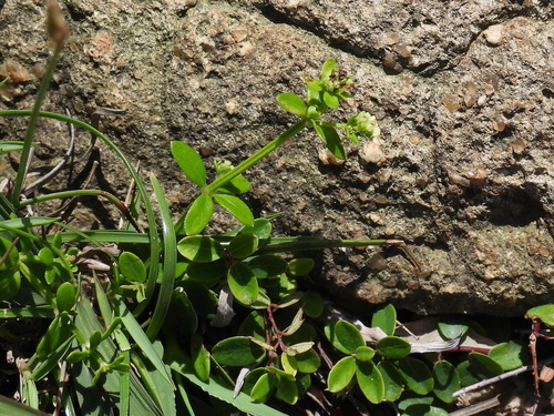 Galium bungei — photo