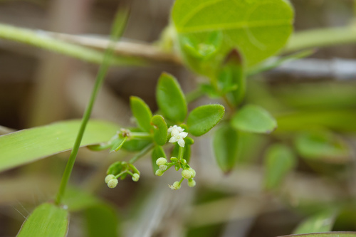 Galium bungei — photo