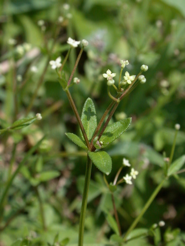 Galium bungei