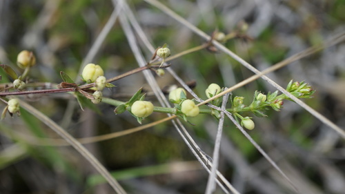 Galium corymbosum — photo