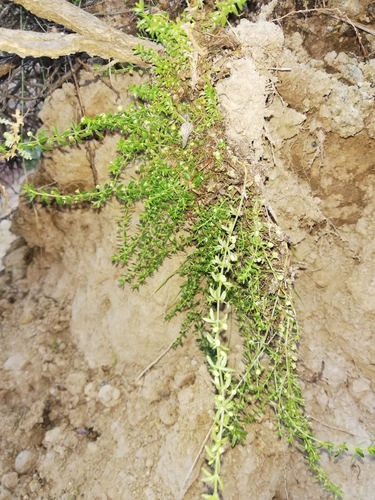 Galium corymbosum — photo