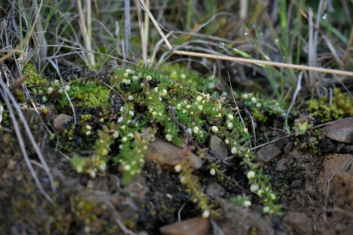 Galium corymbosum