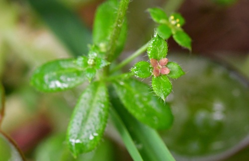 Galium hypocarpium (Galia) — photo