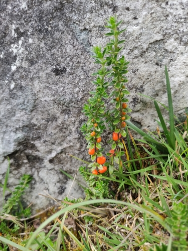 Galium hypocarpium (Galia) — photo