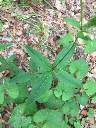 Galium lanceolatum — photo