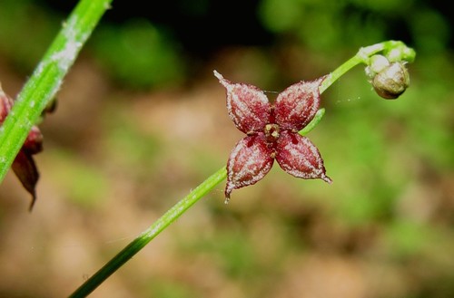 Galium lanceolatum — photo