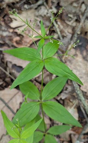 Galium lanceolatum