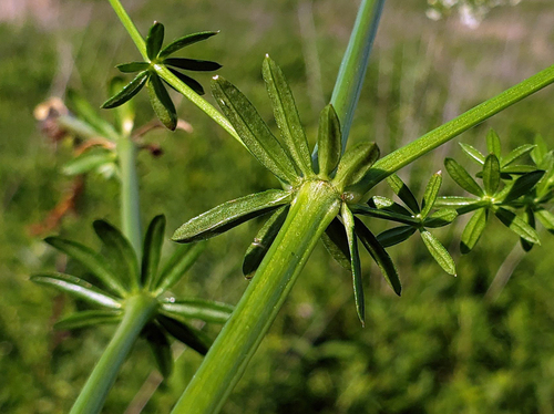 Galium mollugo (Hedge bedstraw) — photo