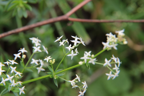 Galium mollugo (Hedge bedstraw) — photo