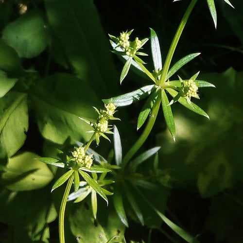 Galium mollugo