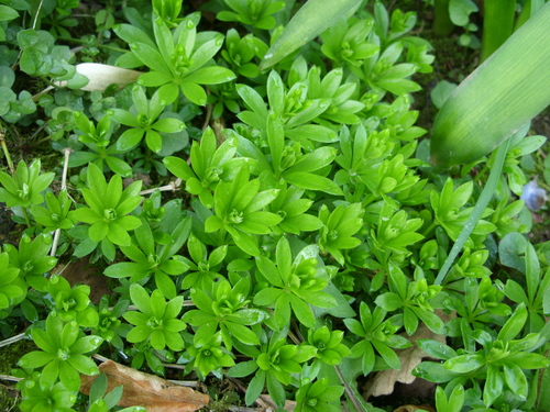 Galium odoratum (Sweet woodruff) — photo