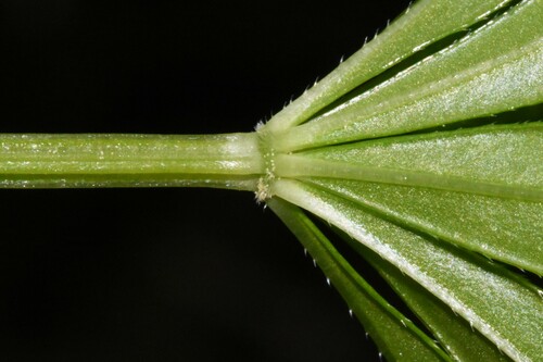Galium odoratum (Sweet woodruff) — photo