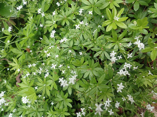Galium odoratum