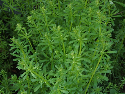 Galium spurium (Cleavers Goosegrass) — photo