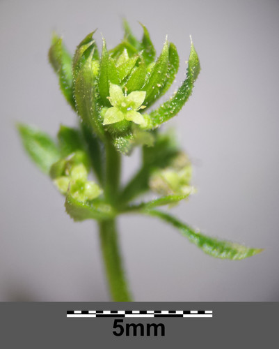 Galium spurium (Cleavers Goosegrass) — photo