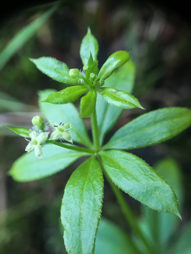 Galium triflorum (Fragrant bedstraw) — photo
