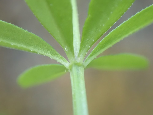 Galium triflorum (Fragrant bedstraw) — photo